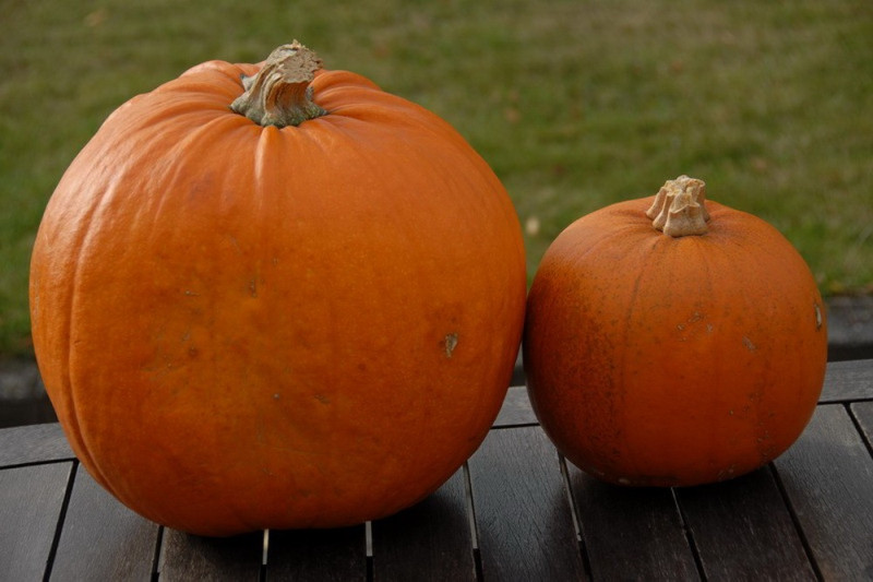 Halloween græskar (Cucurbita pepo)