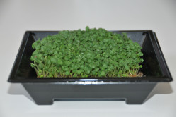 Chia - mikrogrønt (Salvia...