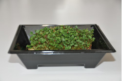 Rucola - mikrogrønt (Eruca sativa)
