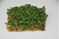 Rucola - mikrogrønt (Eruca sativa)