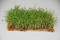 Gulerod - mikrogrønt (Daucus carota)