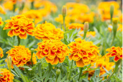 Tagetes French Marigold bl....