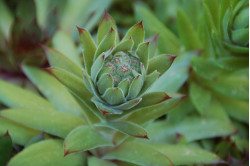 Husløg (Sempervivum hybridum)