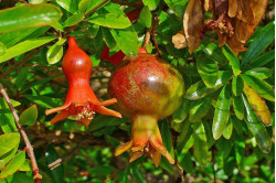 Granatæbletræ (Punica granatum)