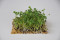 Sennep Red Giant - mikrogrønt (Brassica juncea)