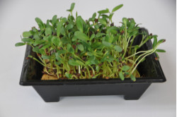 Bukkehorn - mikrogrønt (Trigonella foenum graecum)