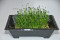 Kina purløg - mikrogrønt (Allium tuberosum)