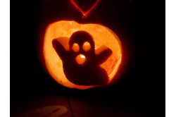 Halloween græskar (Cucurbita pepo)