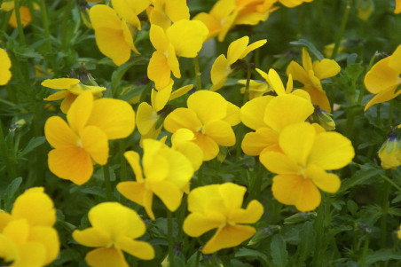 Hornviol Gul  'Lutea Splendens' (Viola cornuta)