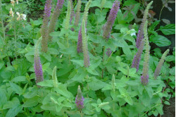 Kortlæbe (Teucrium hyrcanicum)