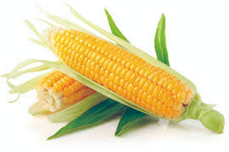 Sukkermajs Golden Bertran (Zea mays)