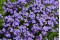 Blåpude Cascade Blue (Aubrieta x cultorum)