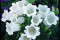 Klokkeblomst White Single (Campanula persicifolia)