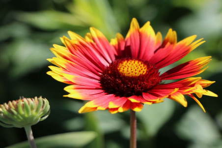 Kokardeblomst Fackelschein (Gaillardia aristata)