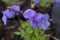 Hornviol Blue Perfection (Viola cornuta)