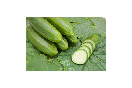 Skoleagurk Persika (Cucumber)