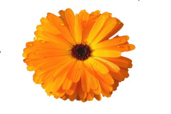 Morgenfrue (Calendula)