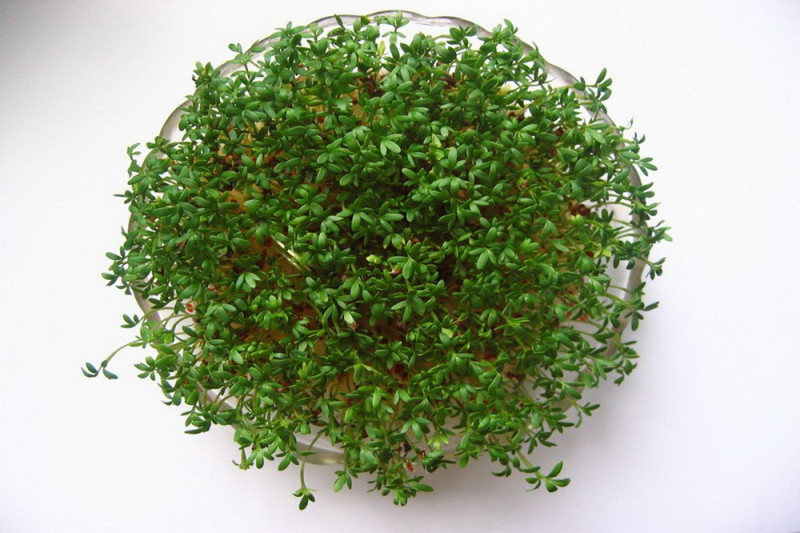 Karse (Lepidium sativum)