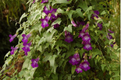 Klatre løvemund (Asarina scandens)