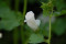 Mamelukærme - hvid (Lavatera trimestris)