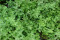 Merian (Origanum marjorana)