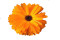 Morgenfrue 6 gram (Calendula)