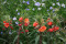 Natlys Sunset Boulevard - orange blomster (Oenothera versicolor)