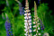 Regnbuelupin Russels (Lupinus polyphyllus)