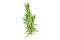 Rosmarin (Rosmarinus officinalis)