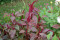Rævehale - rød (Amaranthus paniculatus)