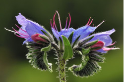 Slangehovedet Blue Bedder (Echium vulgare)