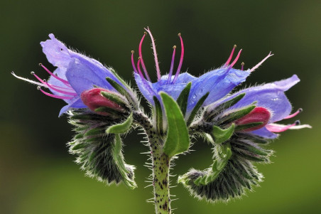 Slangehovedet Blue Bedder (Echium vulgare)