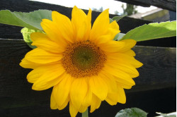 Solsikke 12 gram (Helianthus annuus)