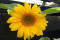 Solsikke 12 gram (Helianthus annuus)