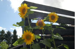Solsikke 12 gram (Helianthus annuus)