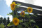 Solsikke 12 gram (Helianthus annuus)