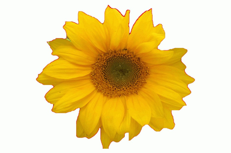 Solsikke 12 gram (Helianthus annuus)