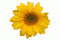 Solsikke 12 gram (Helianthus annuus)