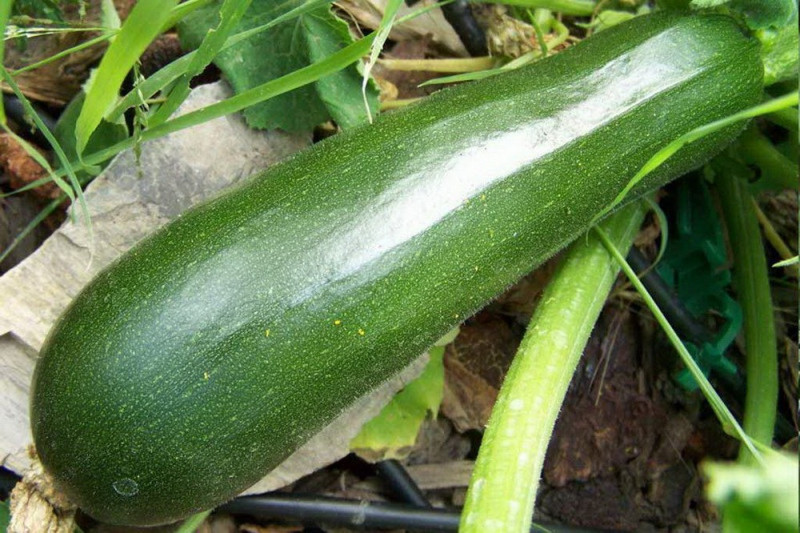 Squash Zuboda Squash