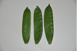 Sukkerært Ambrosia (Pisum...