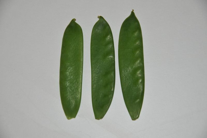 Sukkerært Ambrosia (Pisum sativum)