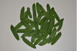 Sukkerært Ambrosia (Pisum sativum)
