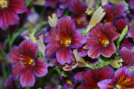 Trompettunge (Salpiglossis Sinuata)