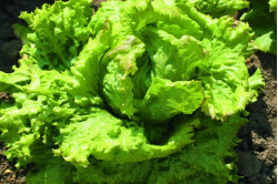 Iceberg salat (Lettuce...