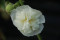 Stokrose Chater's dobbelt bl. farver (Alcea rosea)