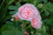 Stokrose Chater's dobbelt bl. farver (Alcea rosea)
