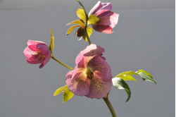 Julerose - bl. farver (Helleborus Orientalis)
