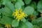 Bidende stenurt – gul (Sedum acre)