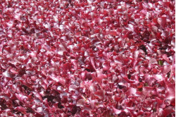 Pluksalat rød (Lactuca sativa)
