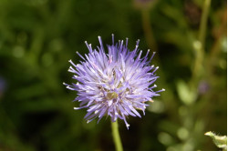 Blåmunke (Jasione montana)